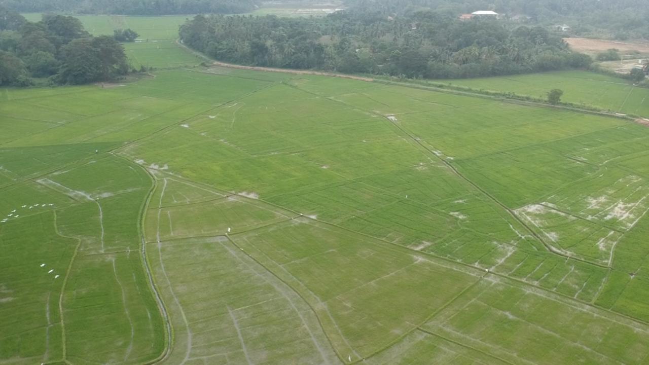 Rice Field View Home Stay Tangalle Bagian luar foto